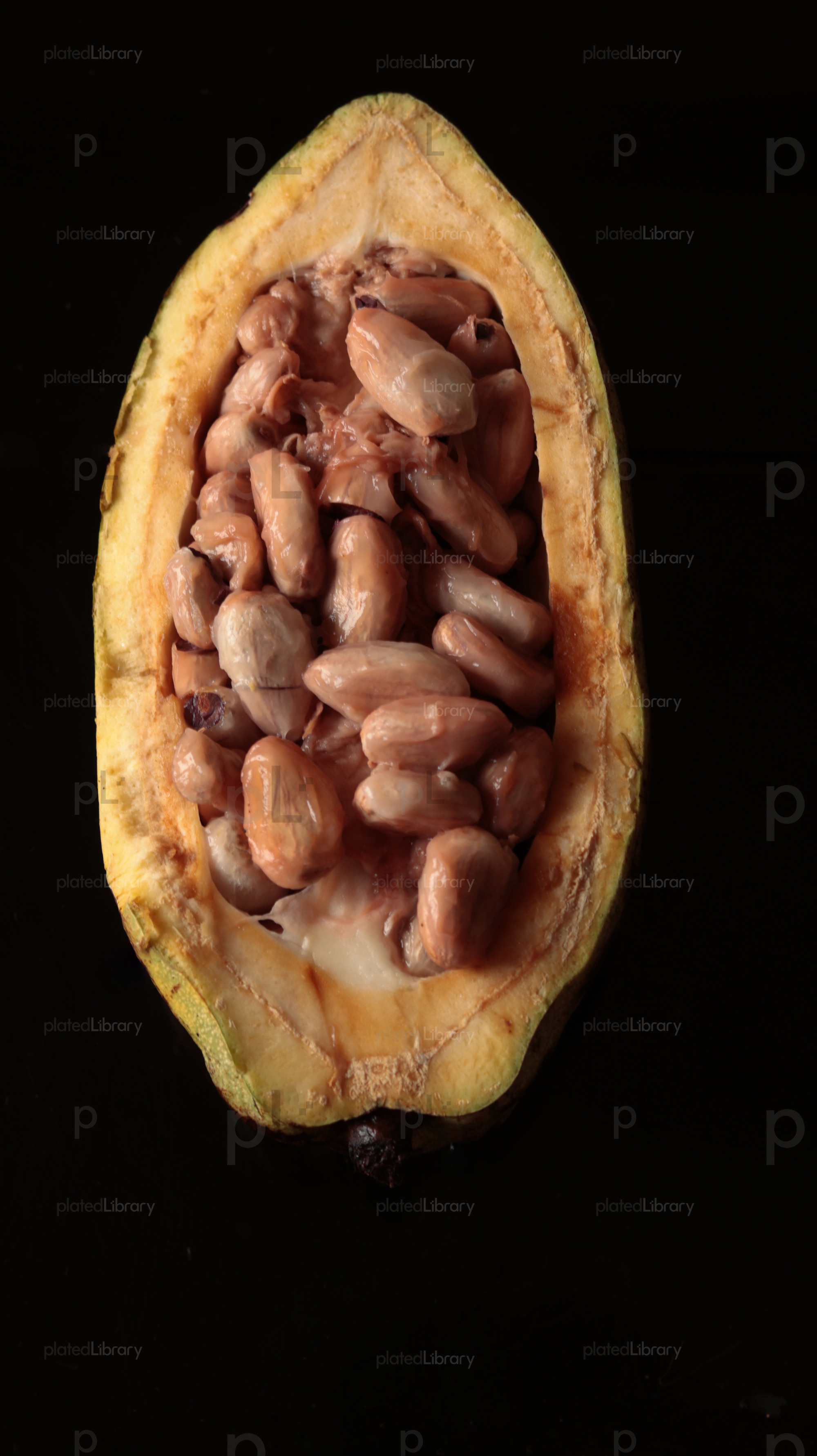 Cocoa Bean